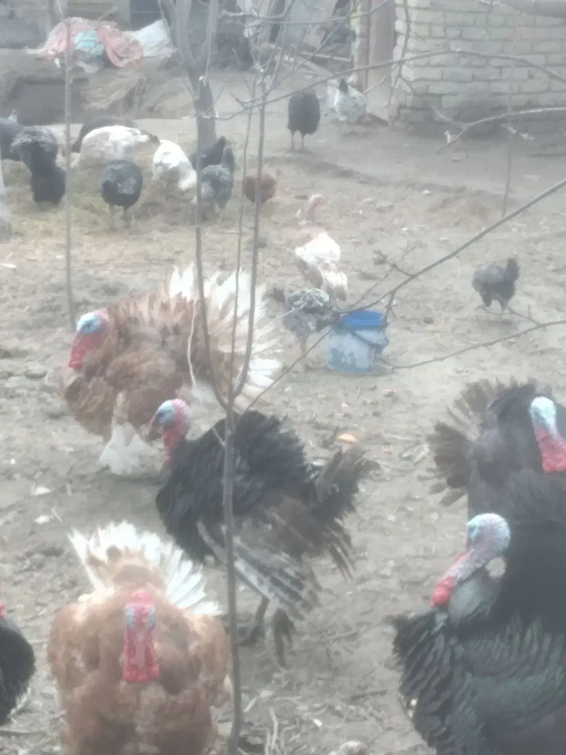 تعدادی بوقلمون نر وماده نژاد برنز وبوربون ۱۷ ماه|حیوانات مزرعه|مشهد, منزل آباد|دیوار