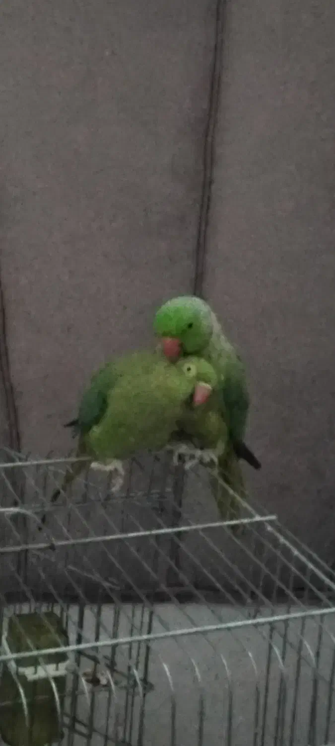 گرینچیک یلوسایدویه جفت ملنگو ویه جفت عروس آلبینو|پرنده|صائین قلعه, |دیوار