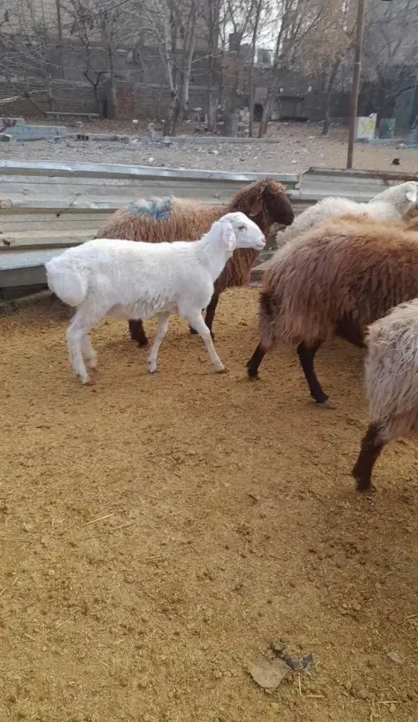 گوسفند زنده جهت عقیقه قربانی بره نر ماده میش بزغال|حیوانات مزرعه|مشهد, نوید|دیوار