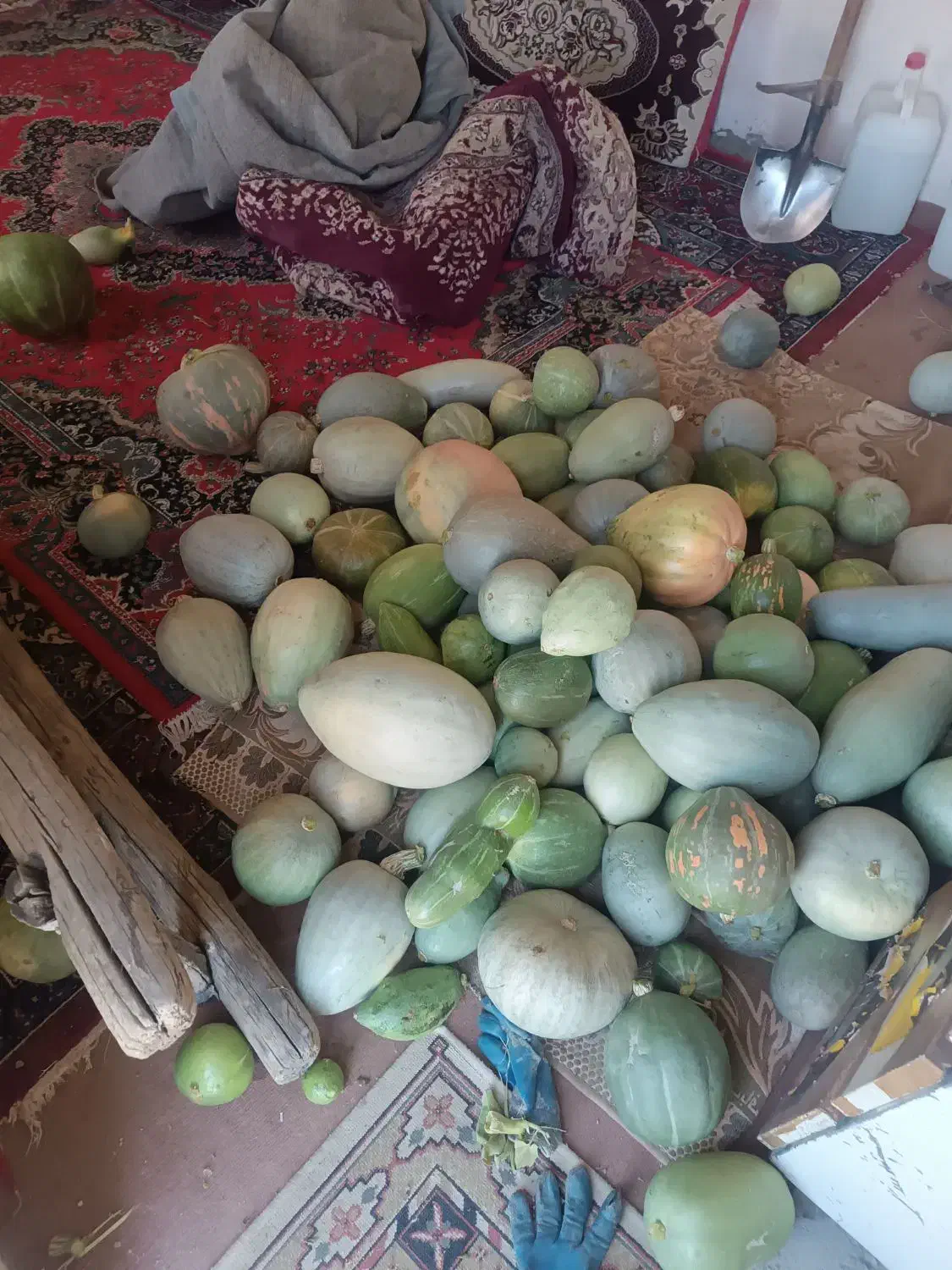 سلام 500کیلو کدو حلوایی خیلی عالی فقط یکجایی|خوردنی و آشامیدنی|قره چای, |دیوار