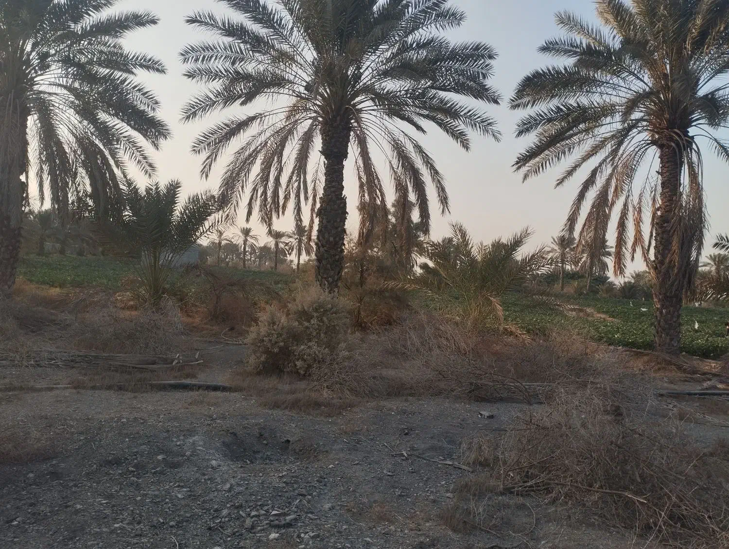 فروش نیم هکتار باغ و زمین کشاورزی رودان برنطین|فروش زمین و ملک کلنگی|رودان, |دیوار