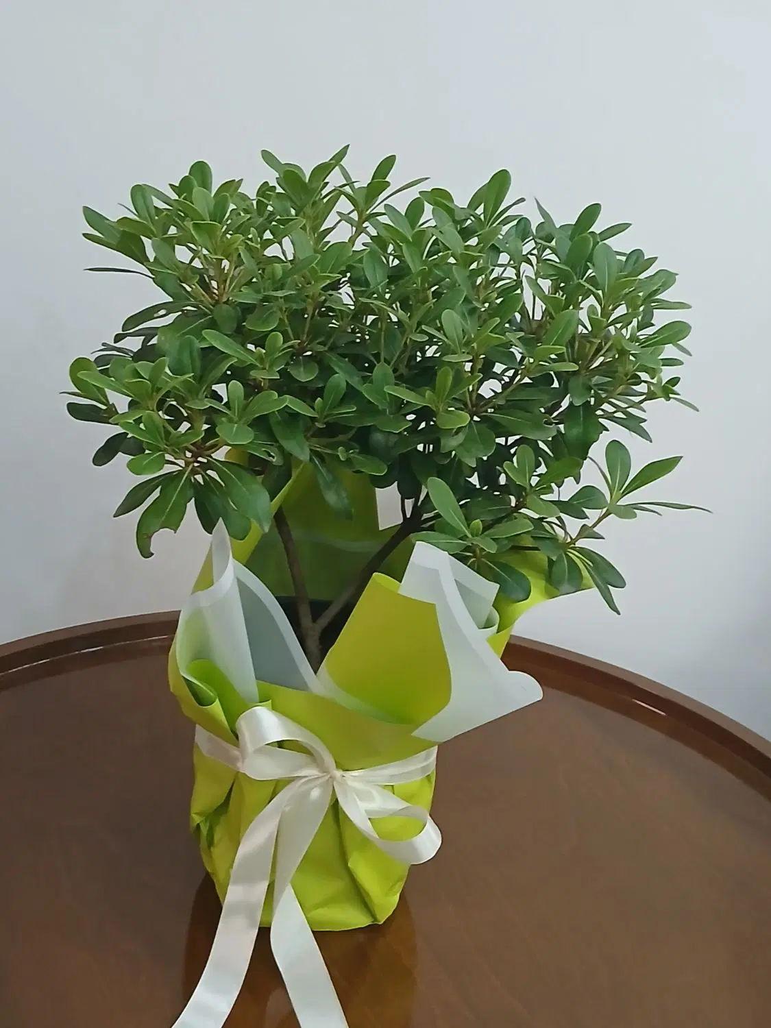 گل بنسای|گل و گیاه طبیعی|رشت, فرزانه|دیوار