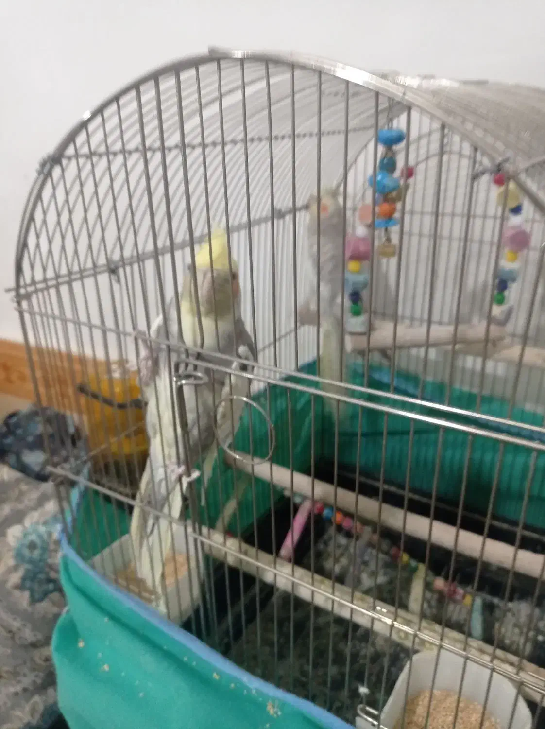 عروس هلندی خوش ذوق سخنگو|پرنده|قیدار, |دیوار