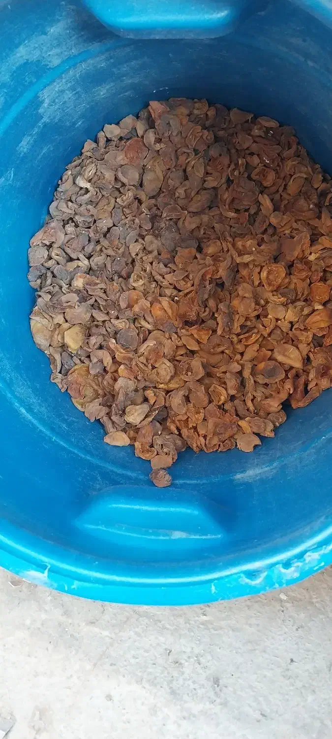 برگه زردآلو|خوردنی و آشامیدنی|نهاوند, |دیوار