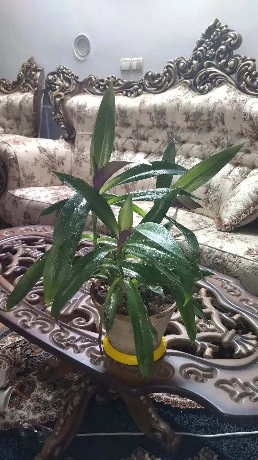 برگ انجیری و موسی درگهواره|گل و گیاه طبیعی|نیشابور, کوی فرهنگیان|دیوار