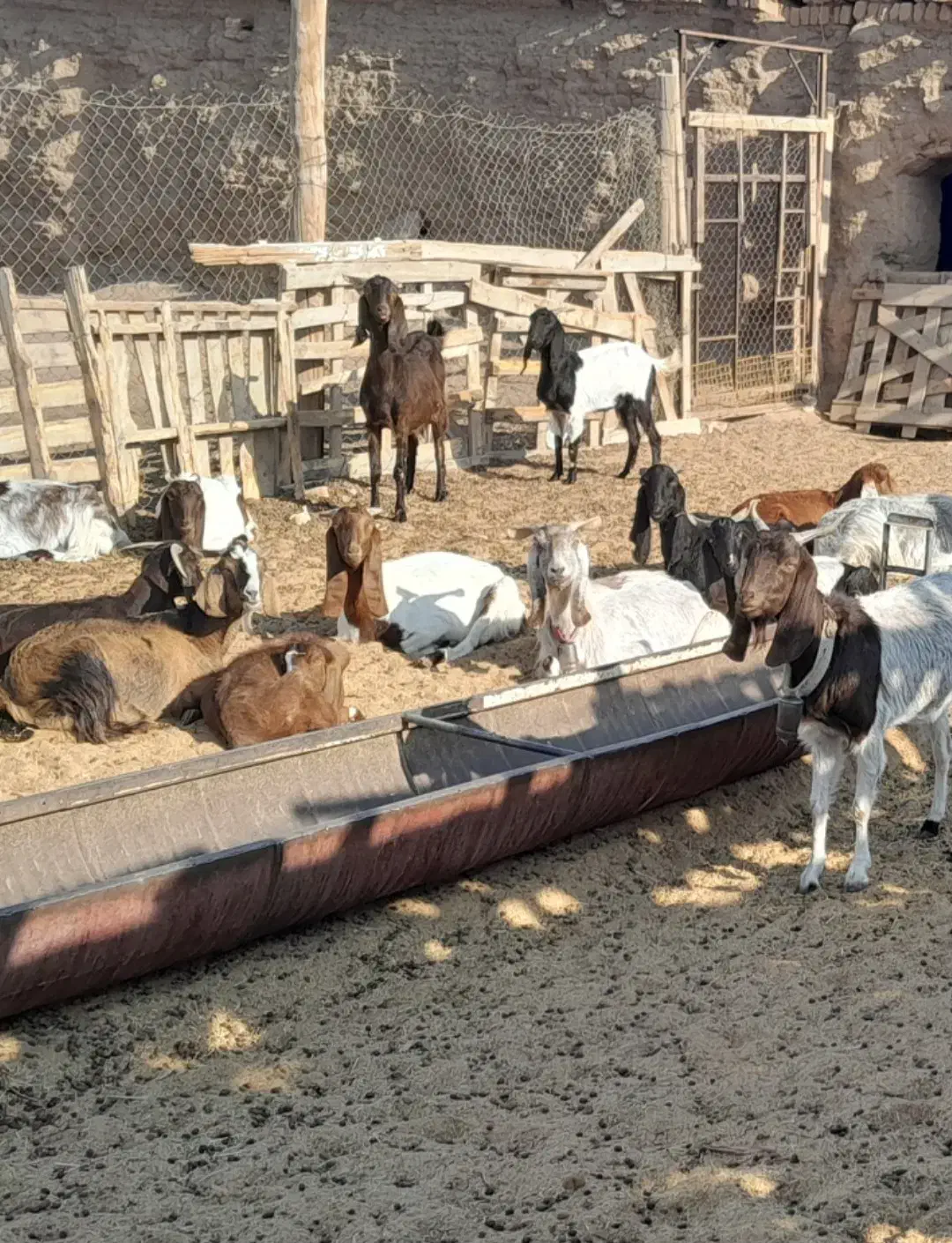 بز پاکستانی ابستن|حیوانات مزرعه|فشاپویه, |دیوار