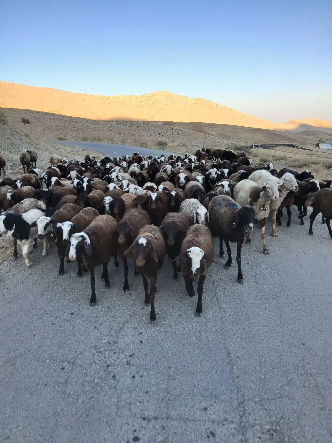 بره ماده شیشک|حیوانات مزرعه|زاغه, |دیوار