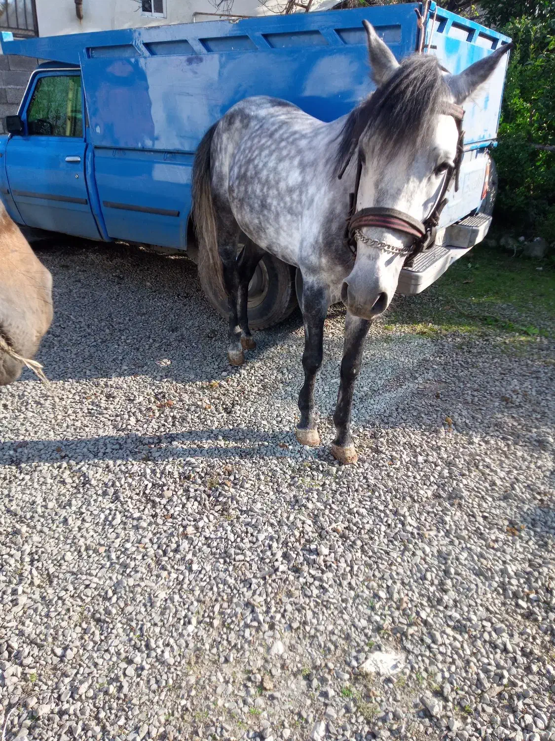 فروش نریان ۵ساله|اسب و تجهیزات اسب‌سواری|نوشهر, |دیوار