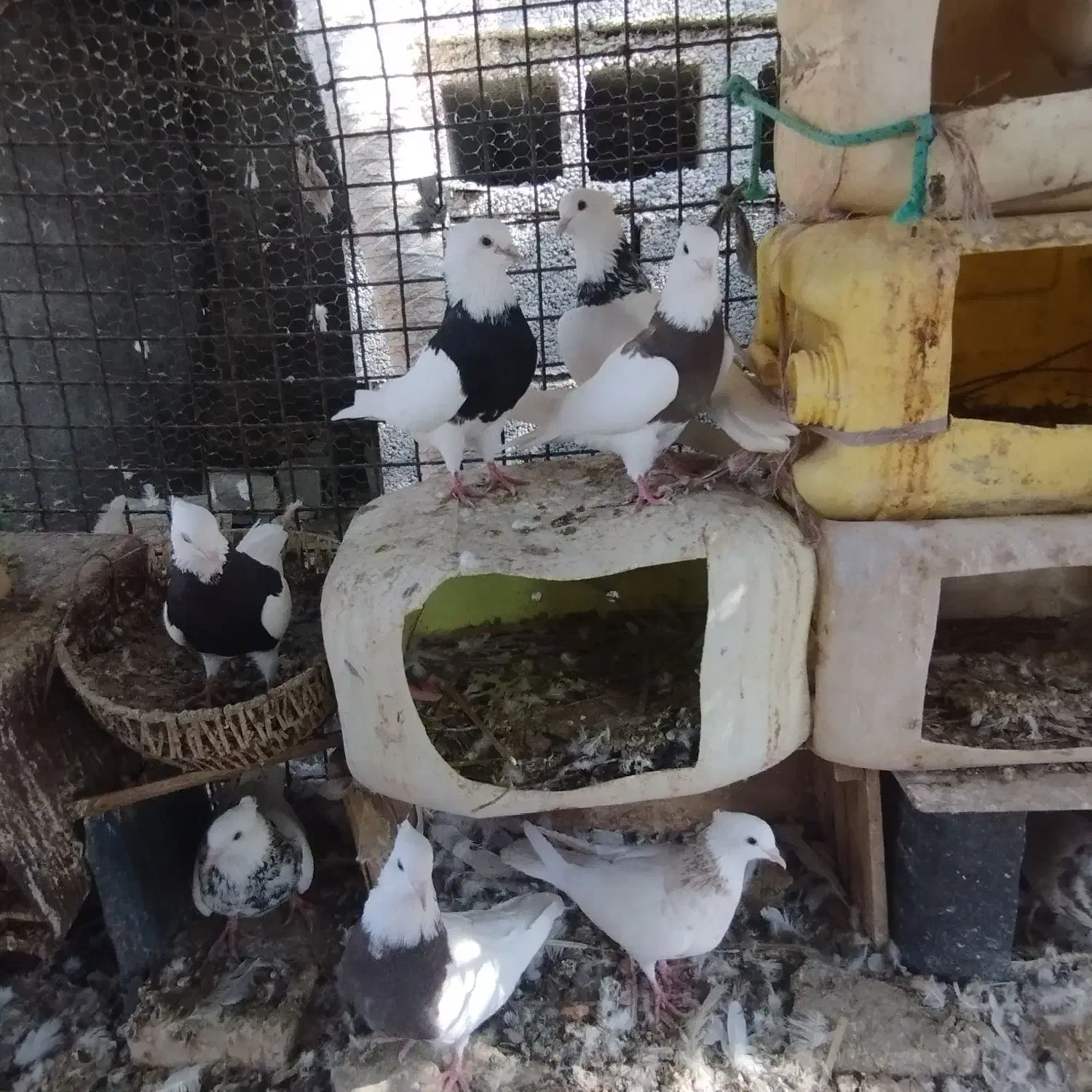 کبوتر طوقی|پرنده|بندرعباس, |دیوار