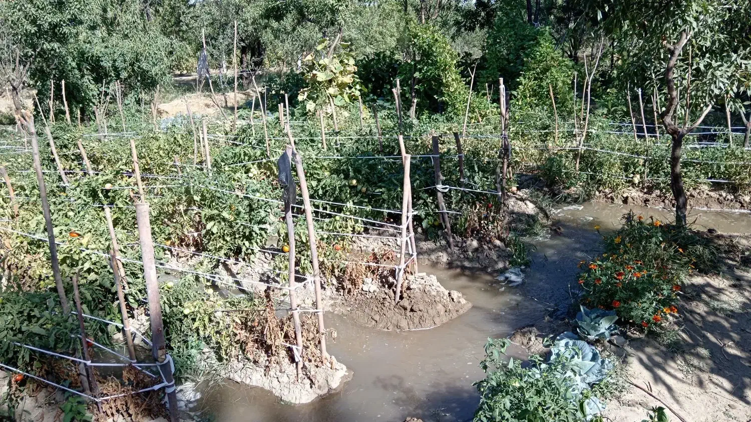 باعچه جمال آباد|فروش زمین و ملک کلنگی|انزل, |دیوار