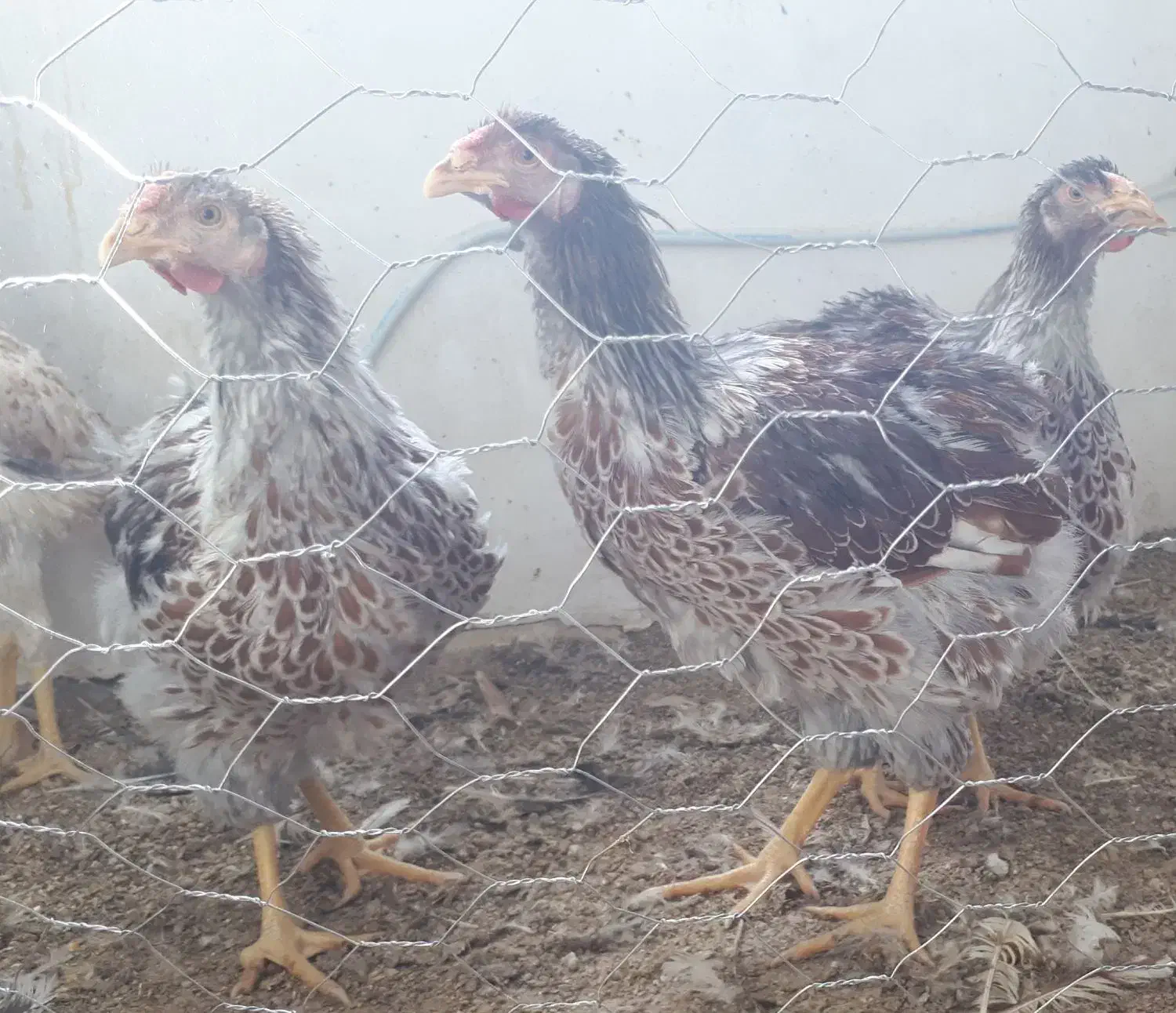 نیمچه لاری و ویاندوت و بوقلمون تخم نطفه دار برهما|حیوانات مزرعه|سبزوار, امیر کبیر|دیوار