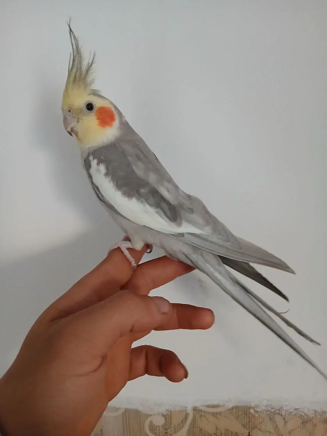 عروس هلندی نر ۱ سال سه ماه|پرنده|ری, شهید بهشتی|دیوار