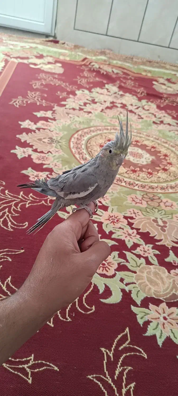 عروس هلندی نر|پرنده|نی‌ریز, |دیوار