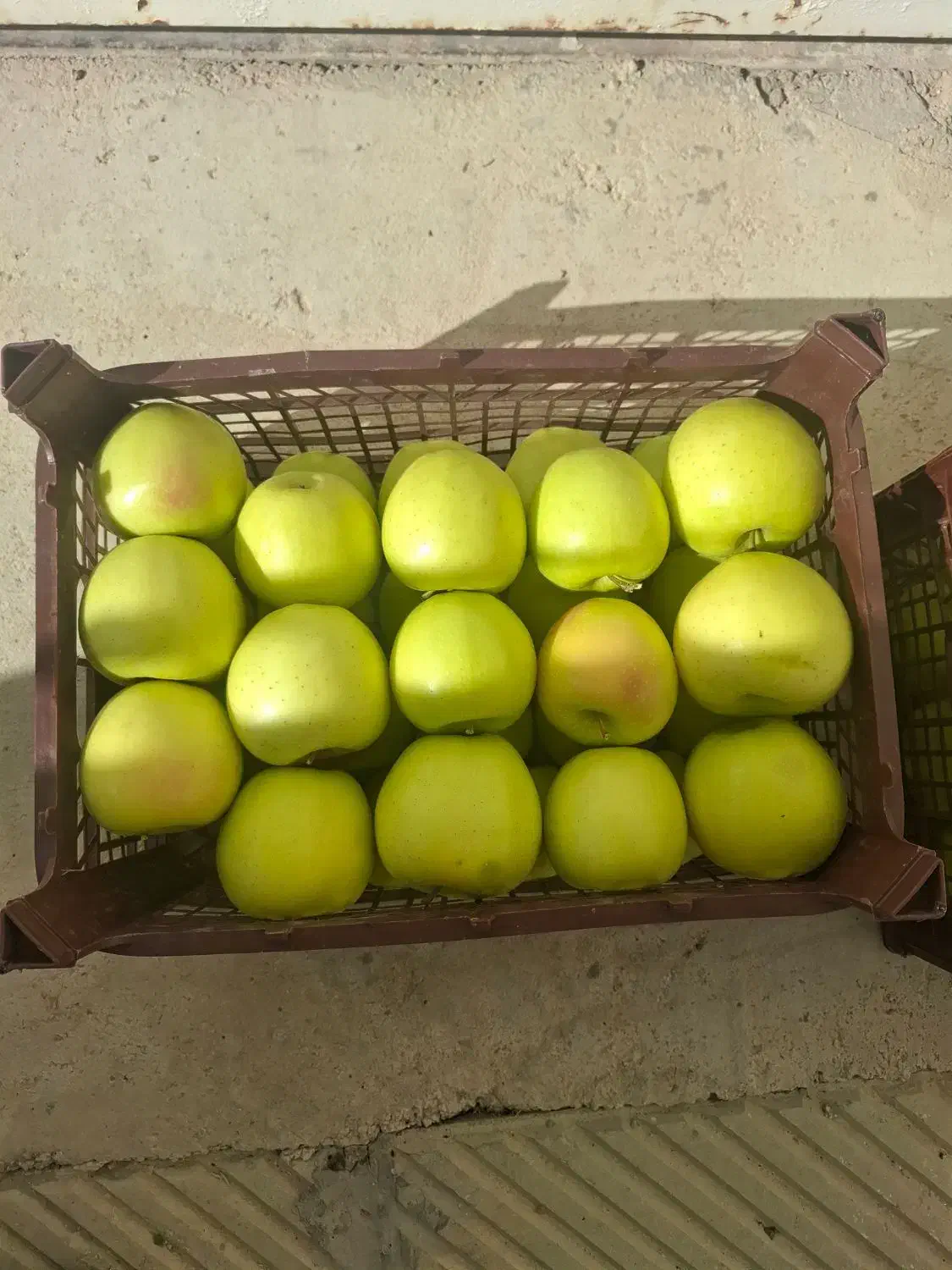 سیب درجه یک|خوردنی و آشامیدنی|شیراز, شهرک فرهنگیان|دیوار