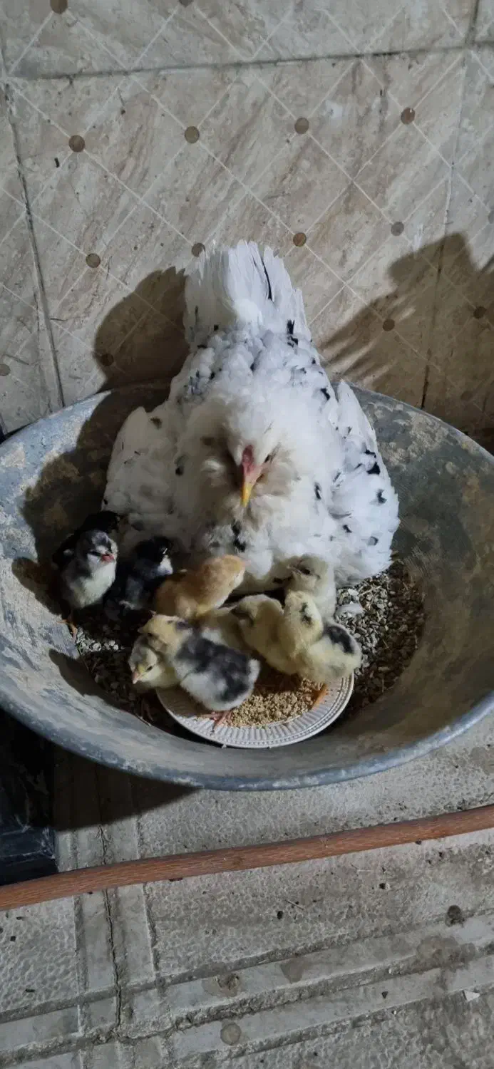 ۱۲عددغازبالق ۱۴عددبقلمون بالق قیمت دونه ۱ملیون ت|حیوانات مزرعه|تهران, جنت‌آباد مرکزی|دیوار