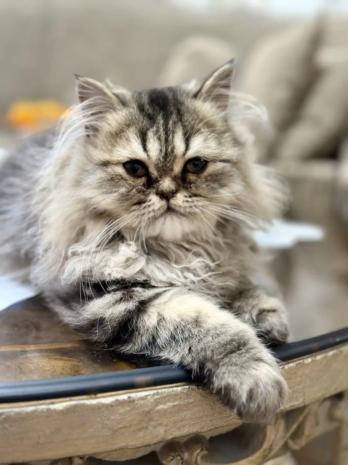 ۳گربه بازیگوش و سالم ۳ماهه برای واگذاری مسئولانه|گربه|تربتحیدریه, طالقانی|دیوار