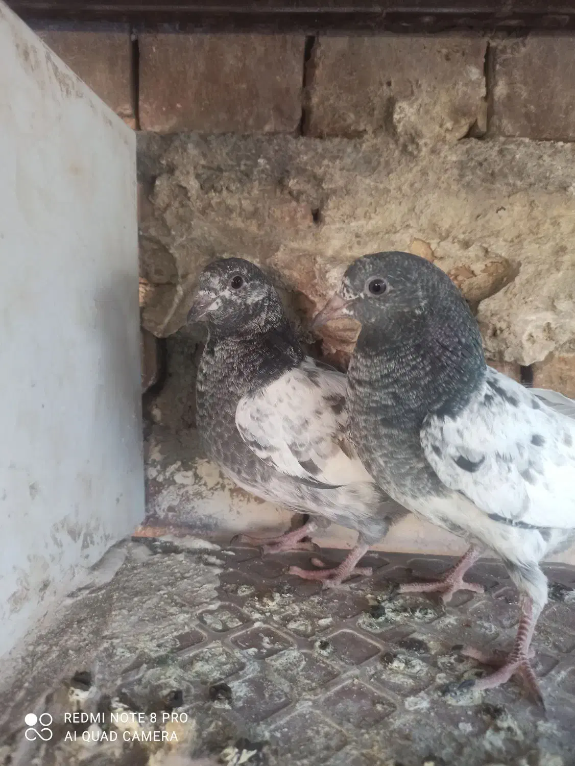 جوجه پاکستانی|حیوانات مزرعه|ایرانشهر, |دیوار