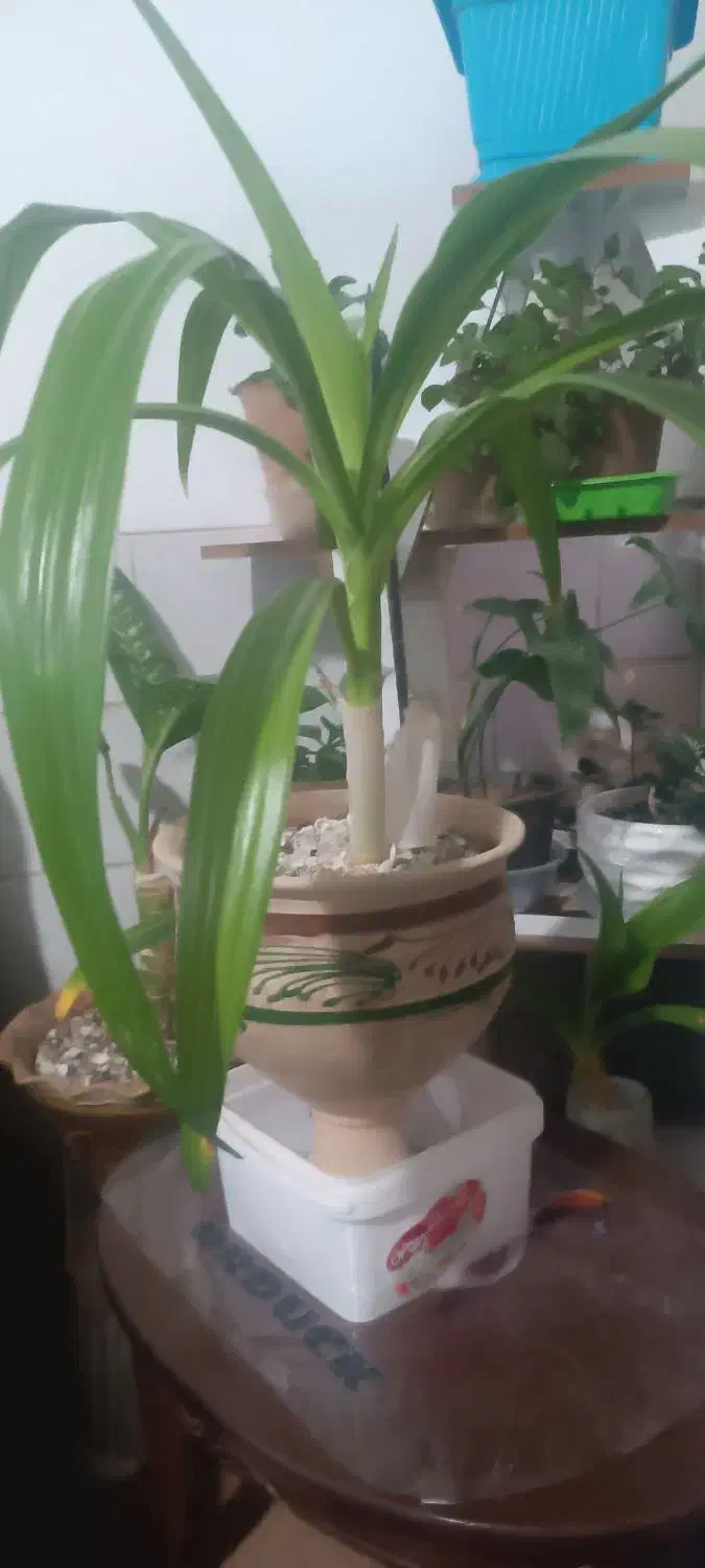 گل معاوضه|گل و گیاه طبیعی|یزد, |دیوار