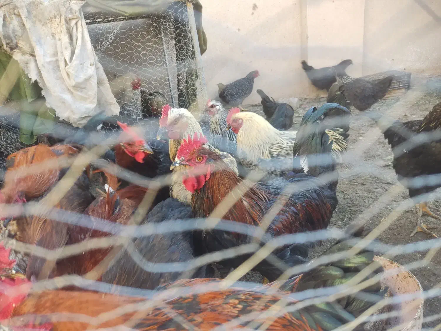 خروس درشت و جوان|حیوانات مزرعه|شاهرود, |دیوار