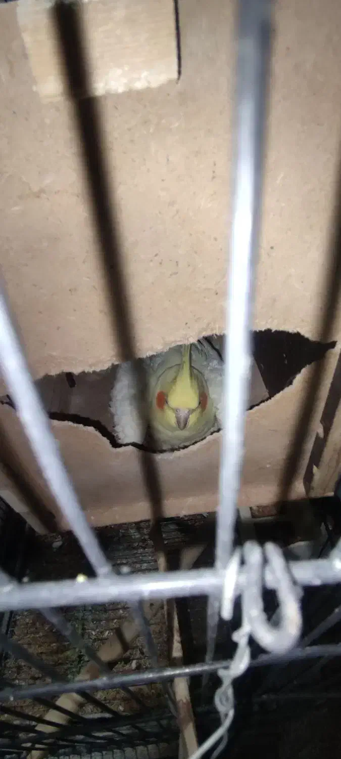 عروس هلندی جفت مولد|پرنده|تهران, اسکندری|دیوار