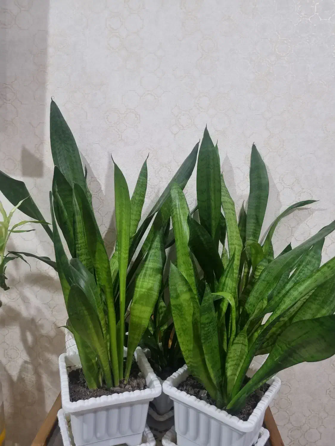 گل شمشیری|گل و گیاه طبیعی|تالش, هشتپر|دیوار