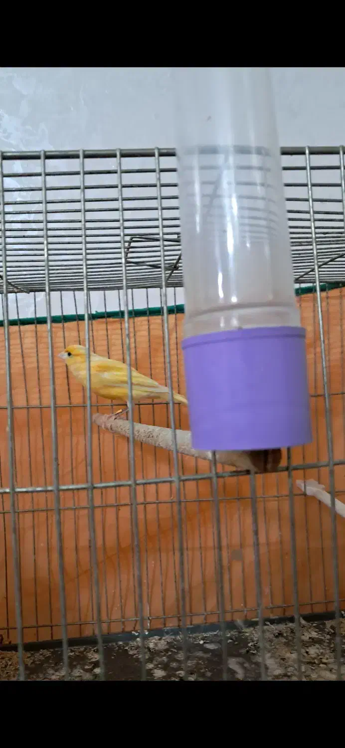 قناری ماده|پرنده|قم, آزادگان|دیوار