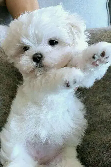 توله آپارتمانی فنجونی فقط 2800|سگ|تهران, سعادتآباد|دیوار