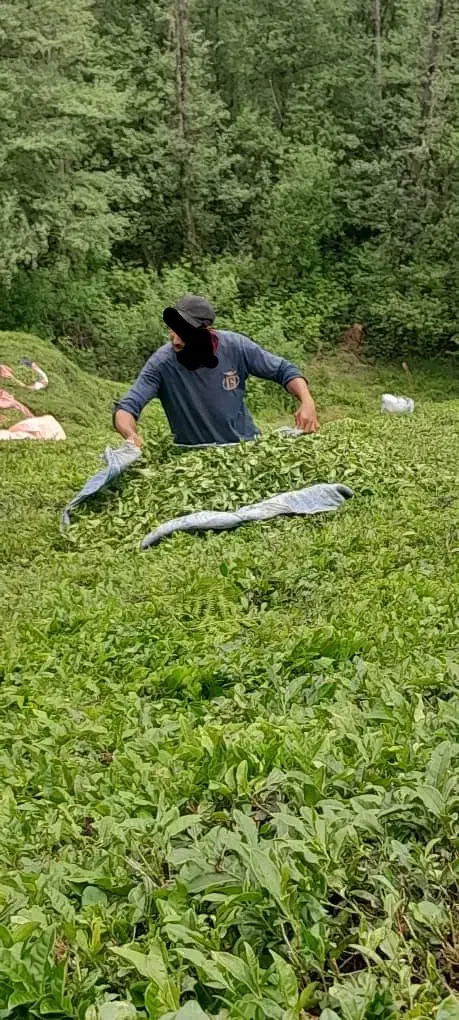 کارگرماهر|خدمات باغبانی و درختکاری|نوشین شهر, |دیوار