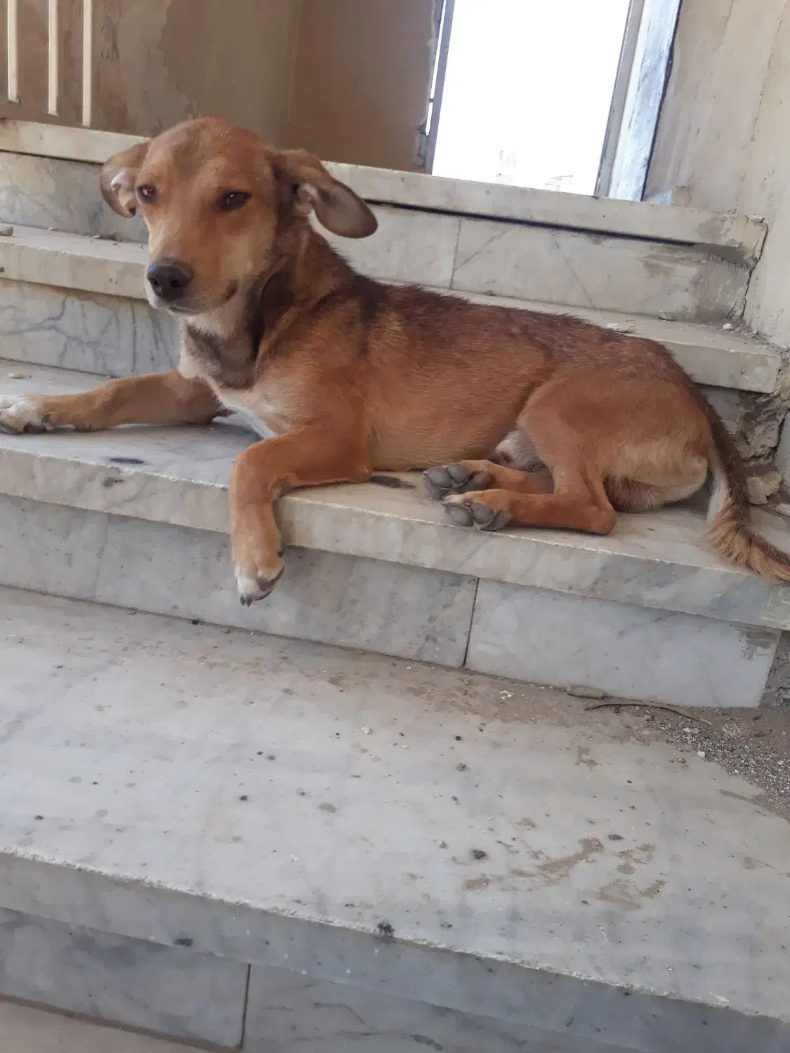 سگ خانگی|سگ|زاهدان, |دیوار