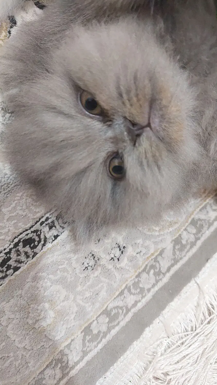 گربه پرشین سفید و طوسی آماده واگذاری|گربه|ساری, |دیوار