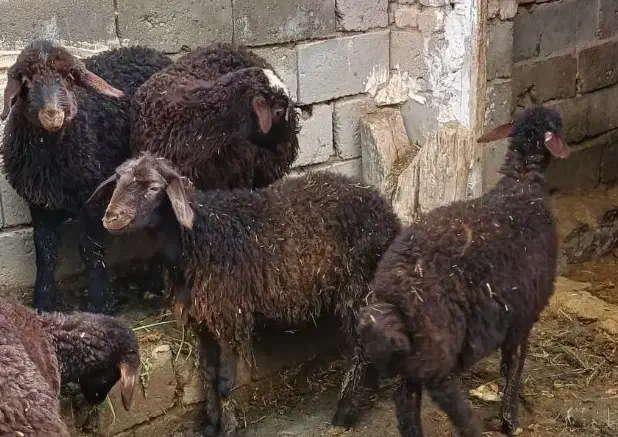 بره|حیوانات مزرعه|میاندوآب, |دیوار