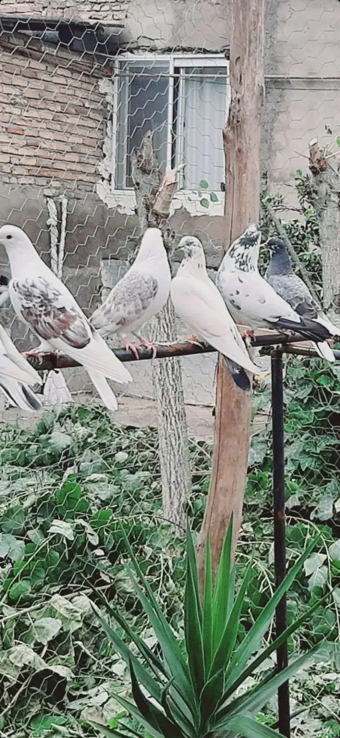 کبوتر زاغ و تعدای پرشی ساعت سنگین مهرتیر ماه|پرنده|مرزیکلا, |دیوار