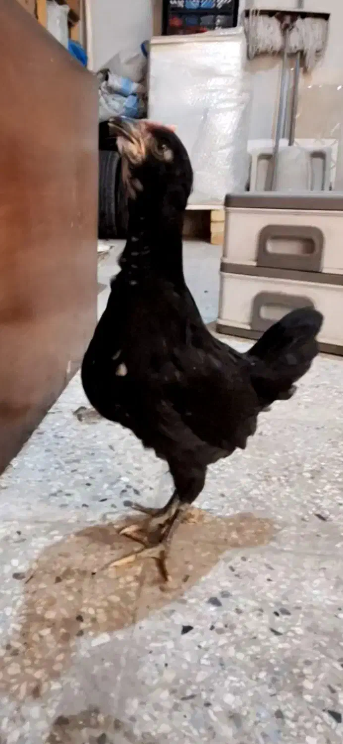 مرغ و خروس گلین|حیوانات مزرعه|قلعه نو, |دیوار