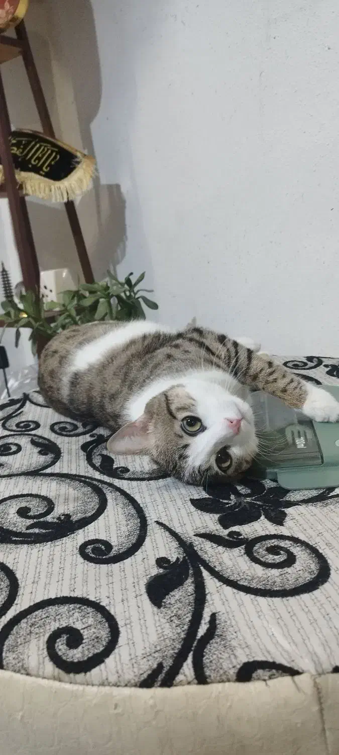 واگذاری گربه|گربه|شیراز, طلاب|دیوار