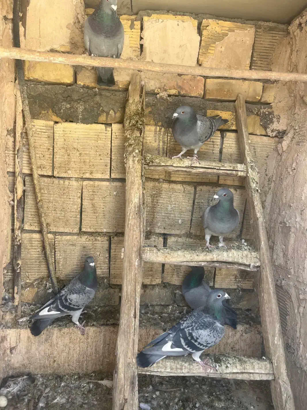 پلاکی کاردرست به شرط|پرنده|اصفهان, عطار نیشابوری|دیوار