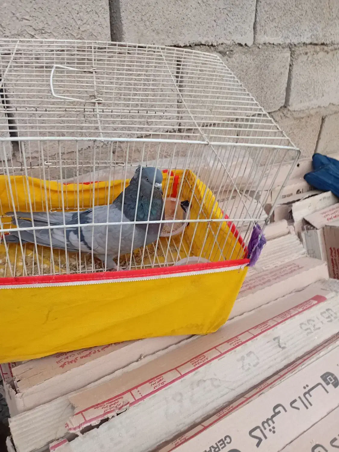 سبز و دم سفید|پرنده|فهرج, |دیوار