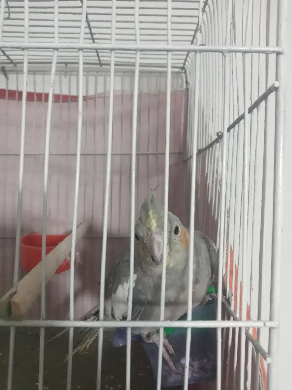 ۳تا عروس هلندی|پرنده|اقبالیه, |دیوار