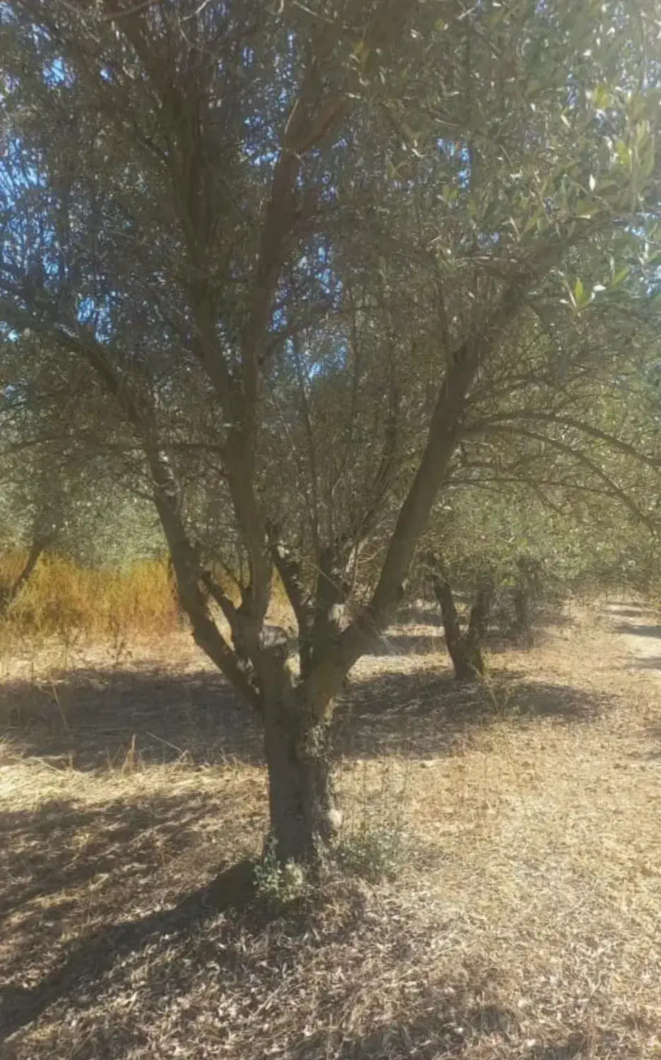 درخت زیتون|خدمات باغبانی و درختکاری|آزادشهر, |دیوار