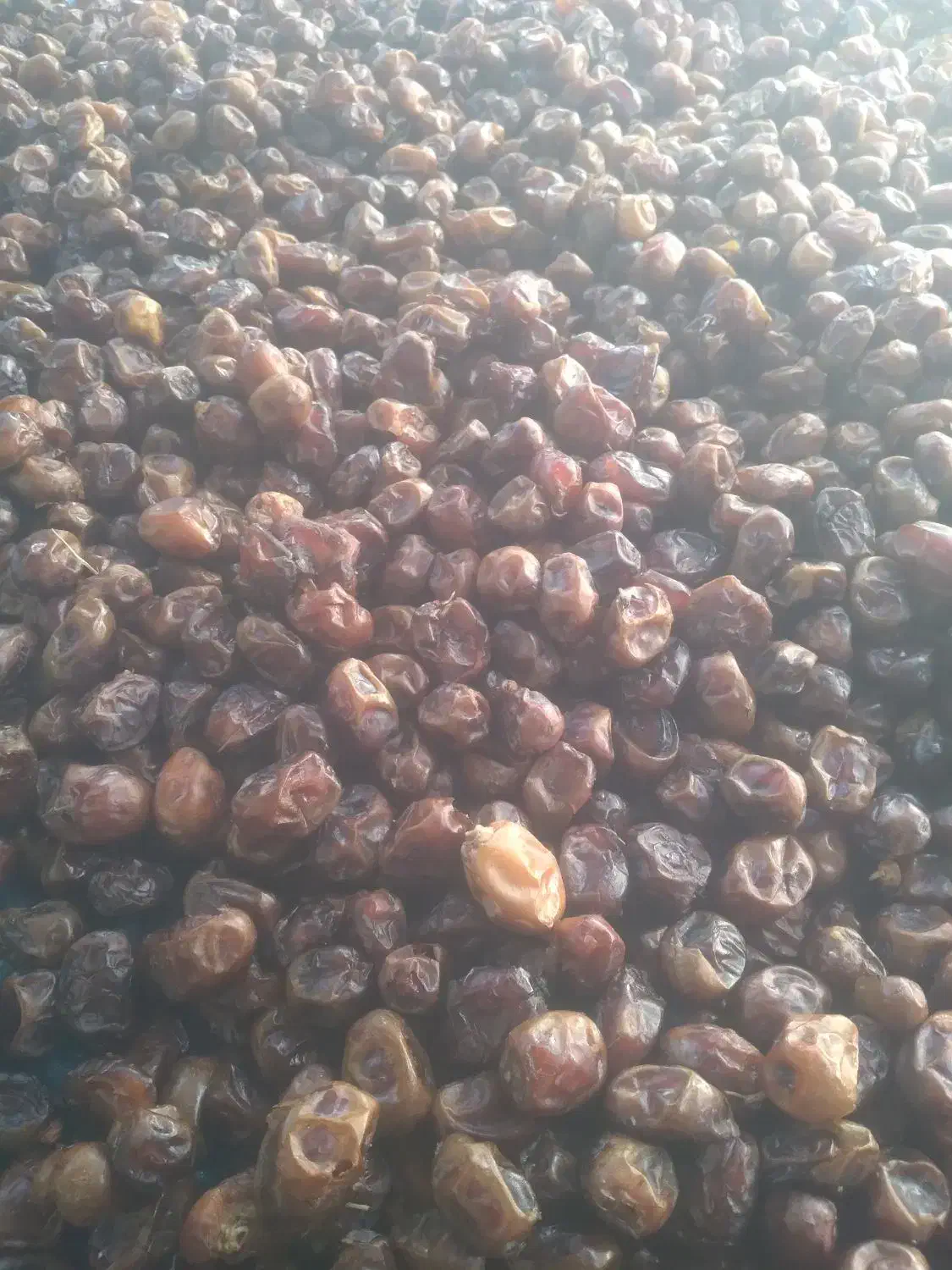 خرمای گنتار کارون|خوردنی و آشامیدنی|اهواز, اسماعیلیه|دیوار