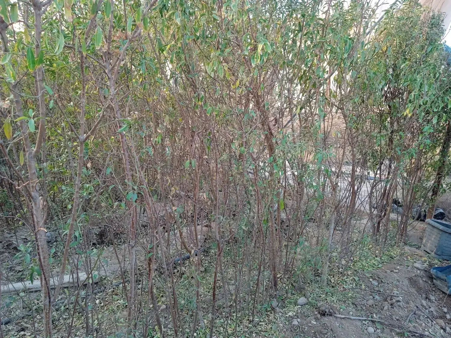 بادام دیم دوساله|خدمات باغبانی و درختکاری|پاکدشت, پاکدشت (مامازند)|دیوار