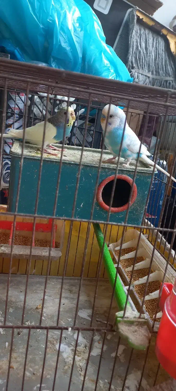 مرغ عشق|پرنده|رشت, آب و برق|دیوار