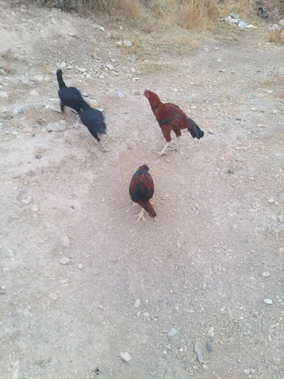 خروس|حیوانات مزرعه|فیرورق, |دیوار