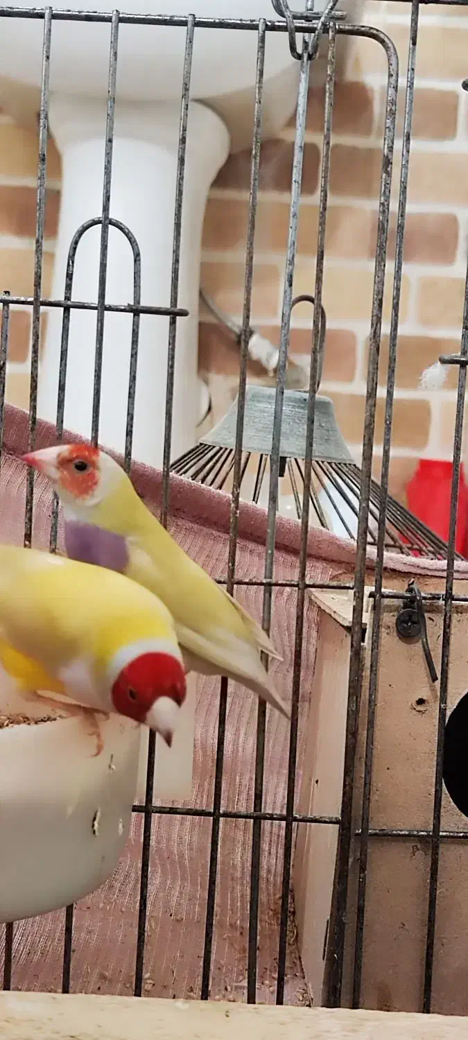 جفت فنچ گلدین|پرنده|باوی, |دیوار