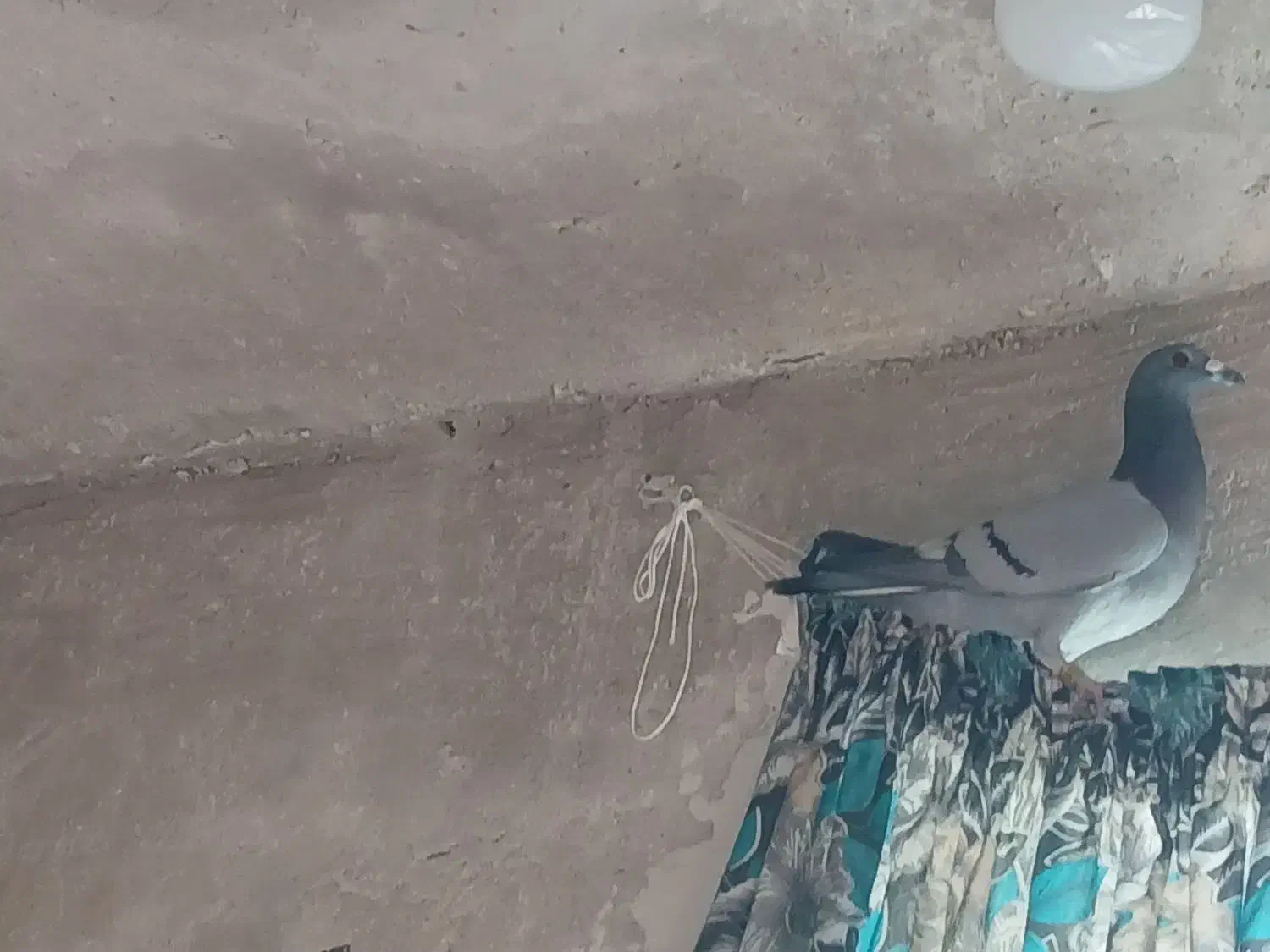 پلاکی|پرنده|دهدشت, |دیوار