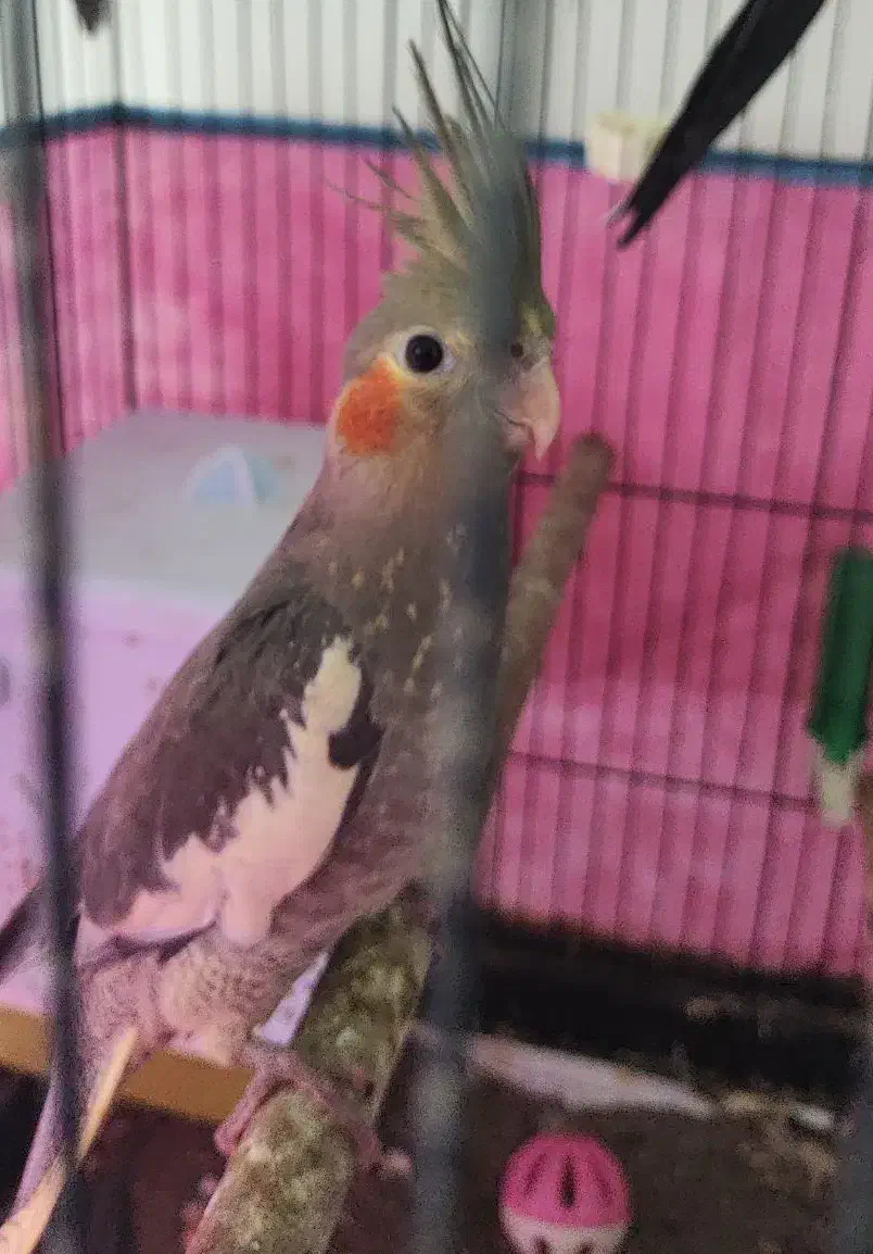 کوکاتیل(عروس) نر جوان|پرنده|رشت, خمیران زاهدان|دیوار