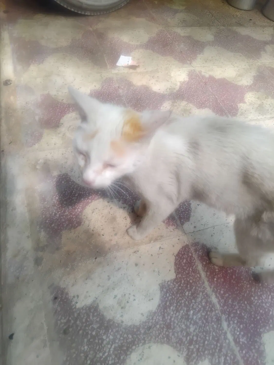 گربه|گربه|بهبهان, |دیوار