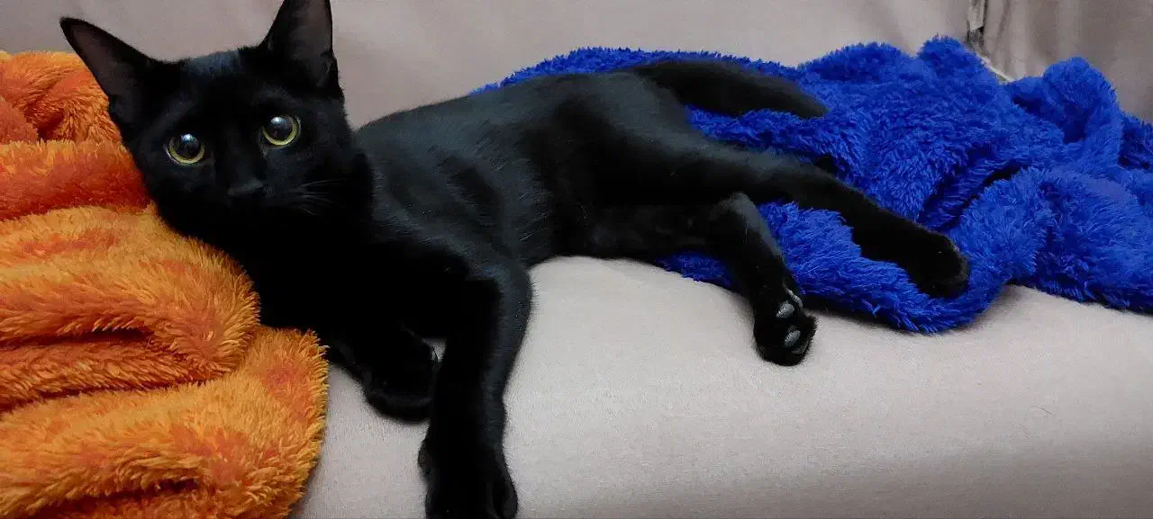 واگذاری گربه مشکی|گربه|شیراز, اصلاحنژاد|دیوار