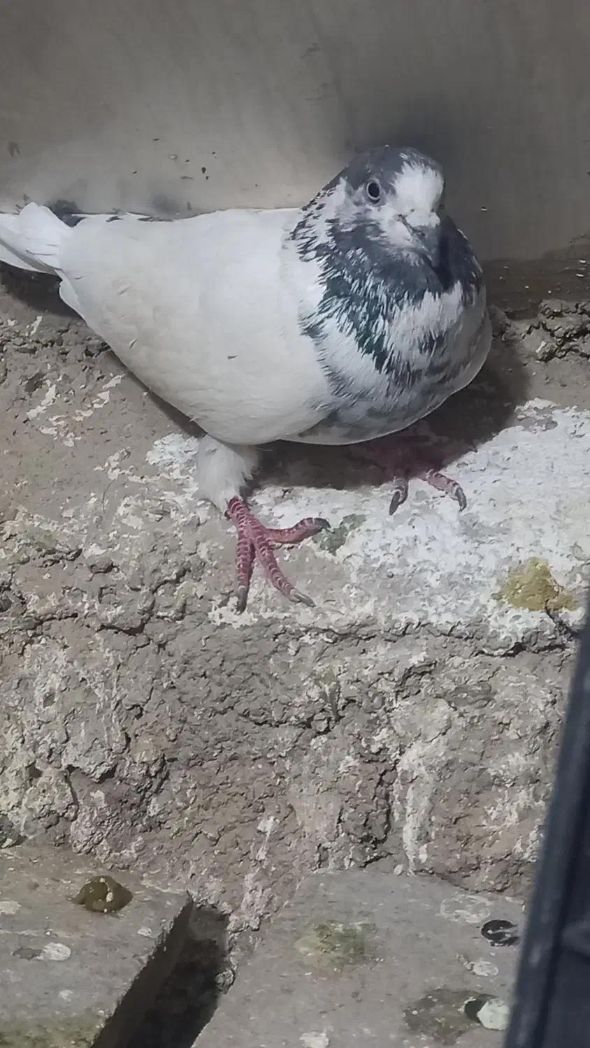 ۳ عدد نره پرشتی|پرنده|خرمآباد, |دیوار