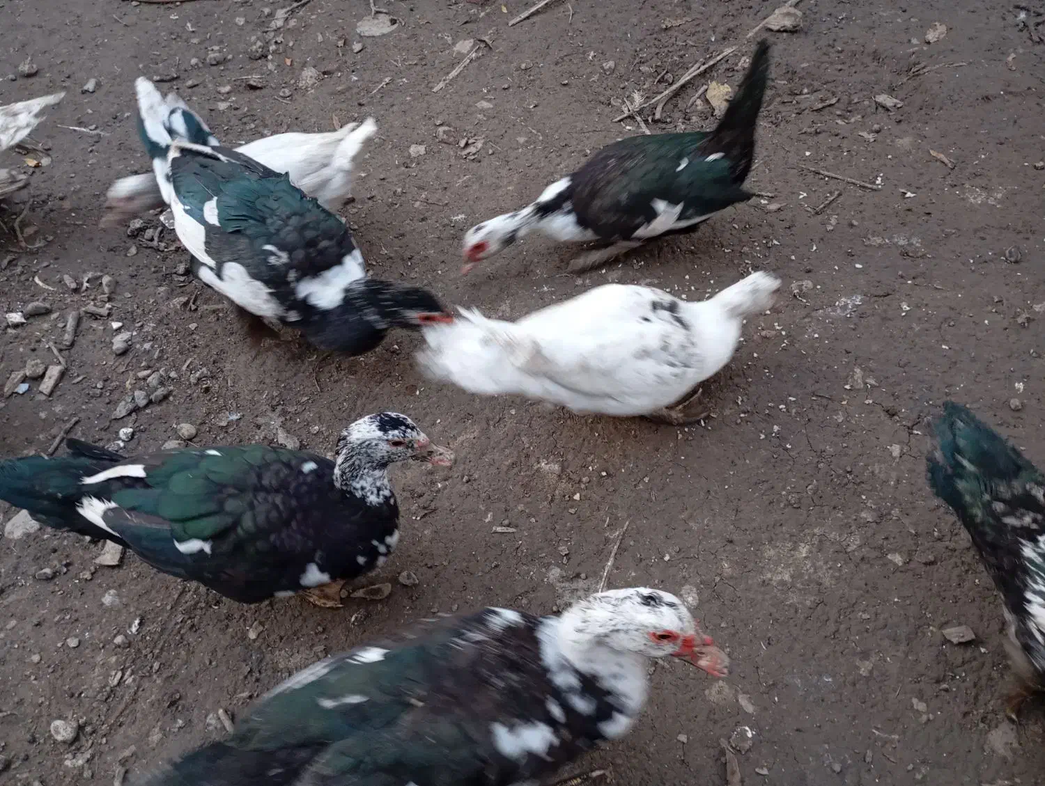 اردک اسراییلی چاق با بهترین دان|حیوانات مزرعه|دلند, |دیوار