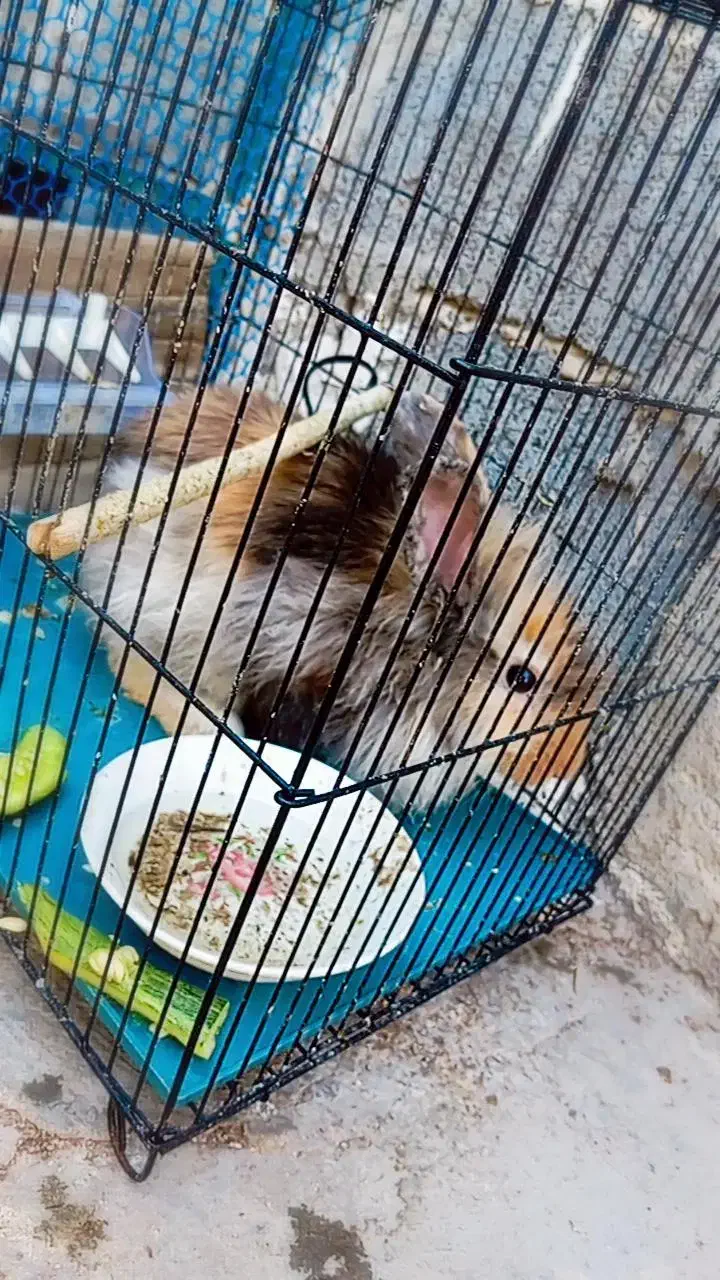 خرگوش نژاد دار|موش و خرگوش|برازجان, |دیوار